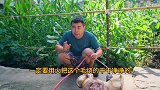 超小厨今天做“川味卤猪头”卤肉最过瘾的吃法，一家人都喜欢