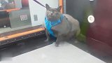 带着肥猫去健身减肥，没想到猫咪全程敷衍，还嘲笑主人