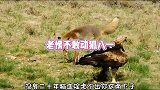 老鹰没敢抓狐八一，去追兔子又被兔子给溜了