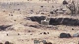 狮子埋伏羚羊，却遇到“猪队友”，到嘴得食物跑了。