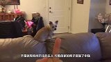 为什么对着狗狗“竖中指”，它会有这样的反应？它看得懂吗