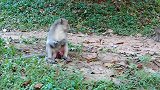 一只好心的猴子在帮那些有难猴子的忙，患难见真情呀！