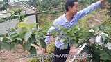 车厘子树摘心控旺要到位，明年结果花芽已呈现，控旺真的很关键