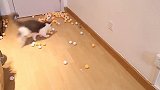 铲屎君把乒乓球抛向猫咪，猫咪的表情亮了