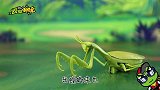 动物科普：害虫克星螳螂是如何捕捉虫子的？