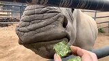 这河马怎么没有门牙啊