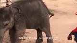 动物园的小狮子学游泳,不过就这游法,估计永远都比不上老虎了