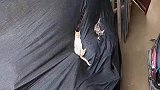 我想问问大家，猫都这样睡觉么