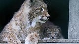 猞猁妈妈叼着幼崽出窝