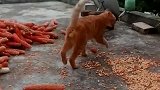 猫：铲屎官把小鱼干挂这么高，我都拿不到呢！