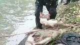鱼用事实证明了，身陷绝境也别放弃