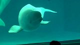 水族馆表演，白鲸学人讲话，发音极其相似，听呆游客！