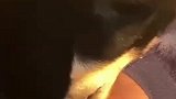 狗狗好心帮主人舔舐伤口，赶紧打狂犬疫苗吧