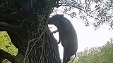 猪真的上树了，这次男人没话说了吧