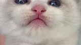 9.9包邮的‘小脑虎’有人要不？布偶猫 小奶猫 奶声奶气的嚎叫