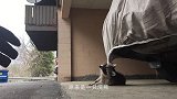 浣熊闯进院子偷吃的，不料被三只猎犬发现，结果真是惨不忍睹