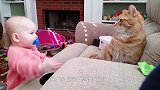 宝宝不想跟小猫玩，接下来小猫的动作，真的是太逗了
