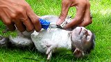 小猴子被人用石膏缠住，幸好及时发现，否则将变成一具木乃伊！