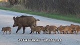 野猪闯入家猪地盘，大战一触即发，镜头拍下全过程