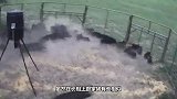 野猪闯入家猪地盘，大战一触即发，镜头拍下全过程