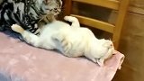家里的母猫平躺在凳子上，旁边的公猫给它摁起了肚子，网友恩爱