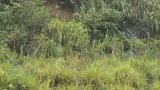 近日，江西彭泽县，居民开窗通风时，发现相距不到50米的后山腰有一只梅花鹿。（来源：新华社）梅花鹿 江西