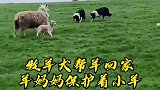 母羊想带着孩子私奔，没想却还是被敬业的牧羊犬发现了！
