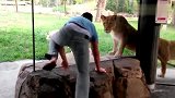 旅游-逛动物园的正确姿势 实拍老外作死挑逗狮子