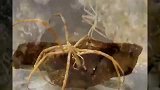 旅游-南极现大量神秘巨型蜘蛛 成精原因难倒科学家