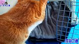 橘猫要回自己家了，家中几只猫咪来送行，与小主人的互动让人感动
