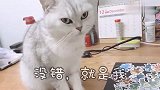 小猫咪就这样看着主人不让加班，还撒娇！