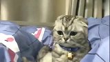 狸花猫：我觉得你有点幼稚，但我又不知道怎么跟你说！