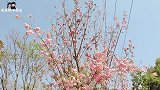 超简单的酸甜橘子小蛋糕，无需烤箱，蒸熟就能吃
