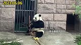 看京城第一熊猫爷古大爷如何支配小奶爸弟弟？老炮儿熊猫没见过吧