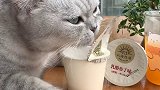 本喵用盐和冰块做的美食你们肯定想不到  吃不胖的甜点酸奶 北海牧场酸奶 会做饭的猫