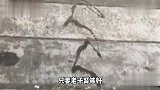 柯基呀带你出来散步，结果你给我尿一跳街