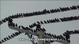 高压电有多恐怖？一群鸟儿在上面暂停休息，下一秒高压线直接爆炸