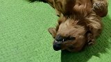 这回真的完了忘关窗户了都冻僵了