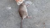 猫：这老鼠真大，够我吃好几天了！