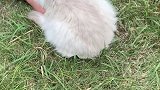 路上偶遇一只不知道啥品种的猫咪，太可怜了，瘦的没个猫样… 流浪猫 猫咪