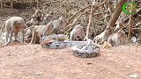 凶猛的蟒蛇入侵了猴子的地盘，方圆十里没有猴子敢靠近一步！