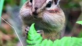 我的松鼠朋友，今天特别可爱
