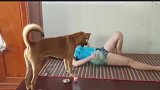 女主在家没事，躺着喂狗狗，好有爱的一幕，狗子这辈子值了