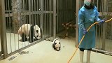 到处乱跑的小熊猫，被熊妈妈揪着耳朵拖回屋，悲催！