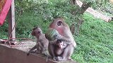 太爽了吧！猴子拿着一半的西瓜吃饱了！