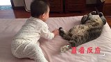 小宝宝对猫咪很好奇，不停地用手去触摸，接下来的反应好搞笑！