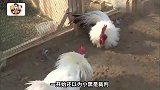 流浪猫把自己当成了鸡，每天当保安守护鸡棚，太温馨了！