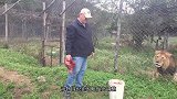 饲养员将驴子丢进虎园，下一秒意外发生了，镜头拍下全过程
