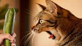 为什么猫咪会害怕黄瓜？听完宠物医生的解释，心里一阵心疼