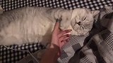 猫咪：你再动我一下试试，小心挠你的啊！